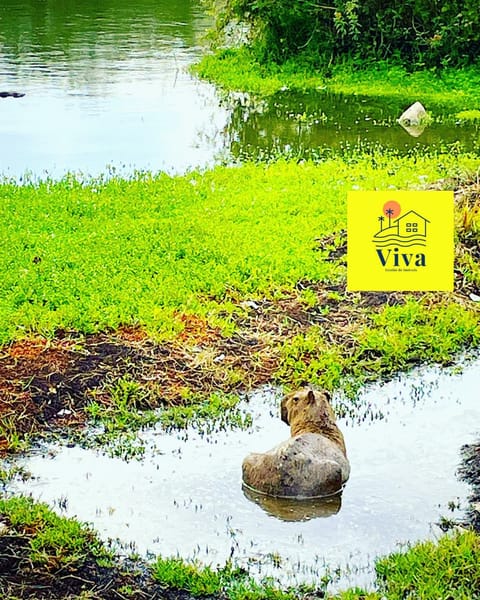 Day, Natural landscape, Animals, Lake view