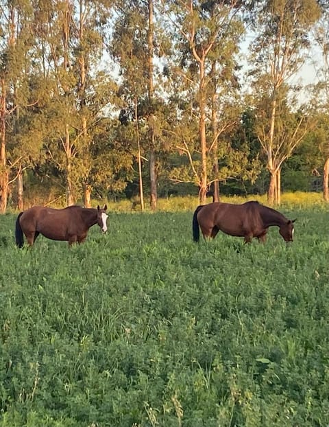 Horse-riding