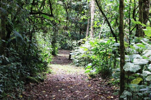 Bosque de Paz Reserva Biologica Nature lodge in Alajuela Province