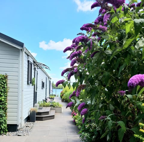 Patio, Garden, Garden view