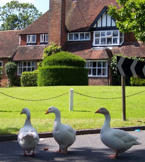 Property building, Day, Garden, Animals