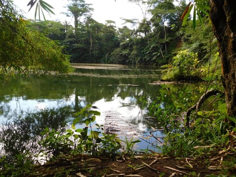 Garden, Other, Lake view