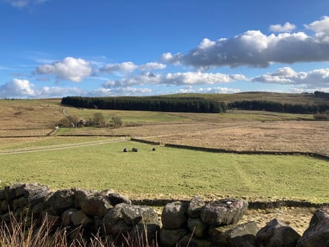 Natural landscape, Garden, Garden view