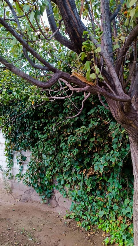 Spring, Day, Garden, Garden view