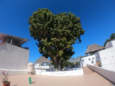 Casa Arbol de Paz Hab Sencilla Übernachtung mit Frühstück in Chacala