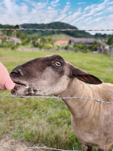 Garden, Animals