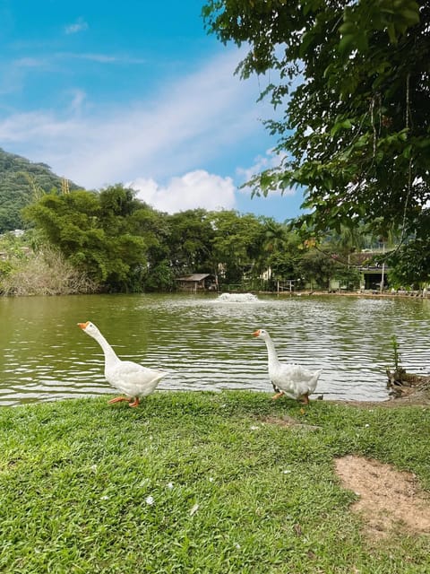 Natural landscape, Garden, Animals, Lake view