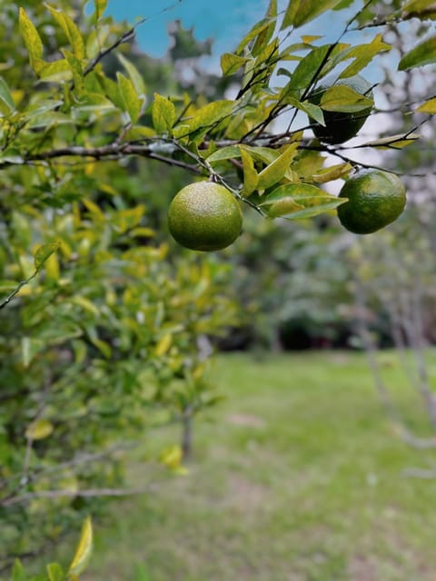 Natural landscape, Garden, Garden