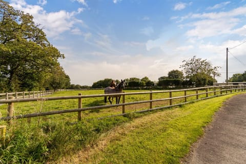 Natural landscape, Horse-riding, Animals