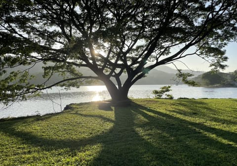 Natural landscape, Garden, Garden view, River view