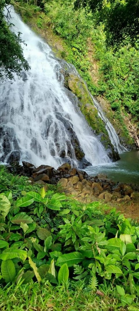 Posada Las Palmera Huina Bed and Breakfast in Choco, Colombia