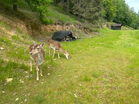 Garden, Animals