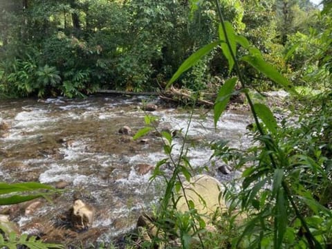 Verdant arthouse with river view House in Alajuela Province