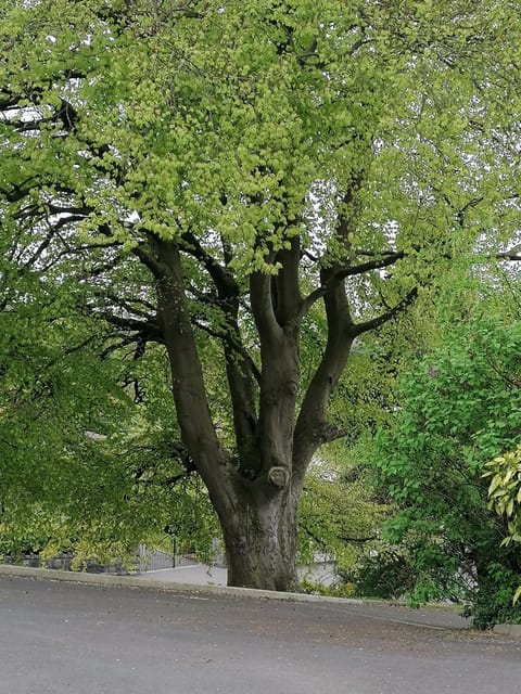 Natural landscape