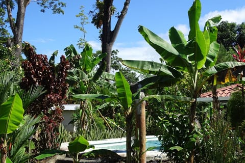 Garden view, Pool view