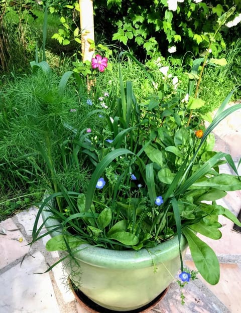 Garden, Garden view, Inner courtyard view