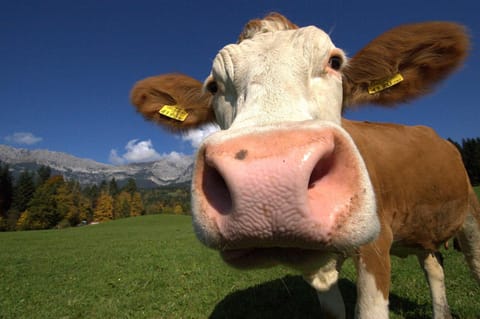 Day, Animals, On site, Mountain view