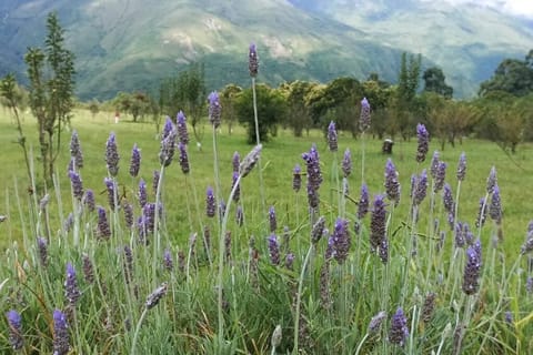 finca de barcena, country house Villa in Jujuy Province, Argentina