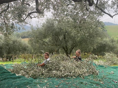 Il podere degli ulivi House in Pesaro