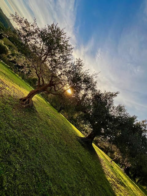 Il podere degli ulivi House in Pesaro