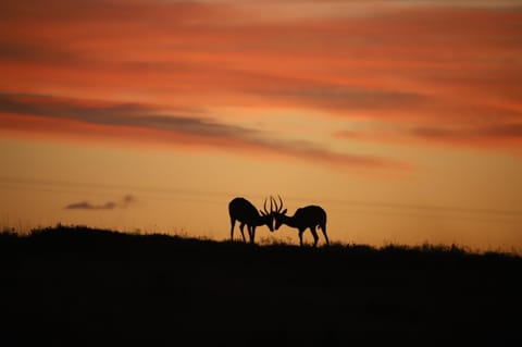 View (from property/room), Animals