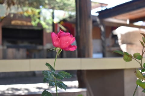 Day, Garden, Garden view