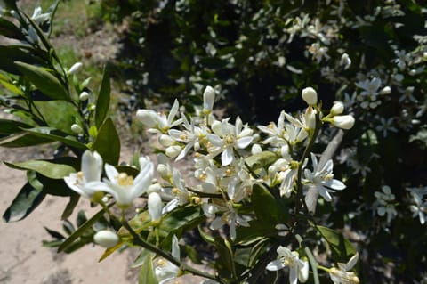 Spring, Day, Natural landscape, Summer