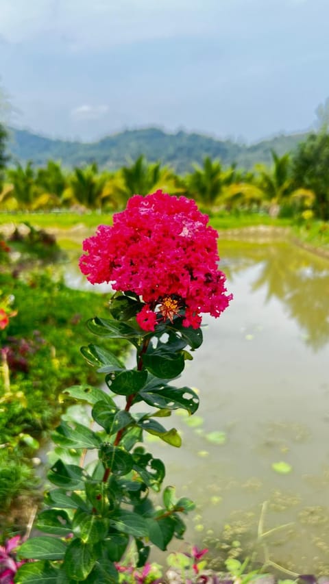 Homestay Dream hill Bed and Breakfast in Lâm Đồng