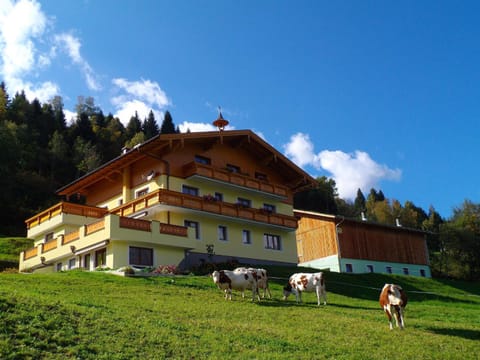 Property building, Day, Animals