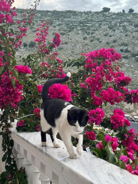 VILLA ANDERR Villa in Sarandë