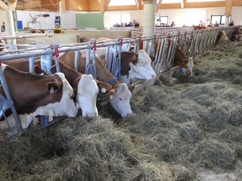 Bauernhof Kodahof – Familie Rabl Condo in Salzburgerland