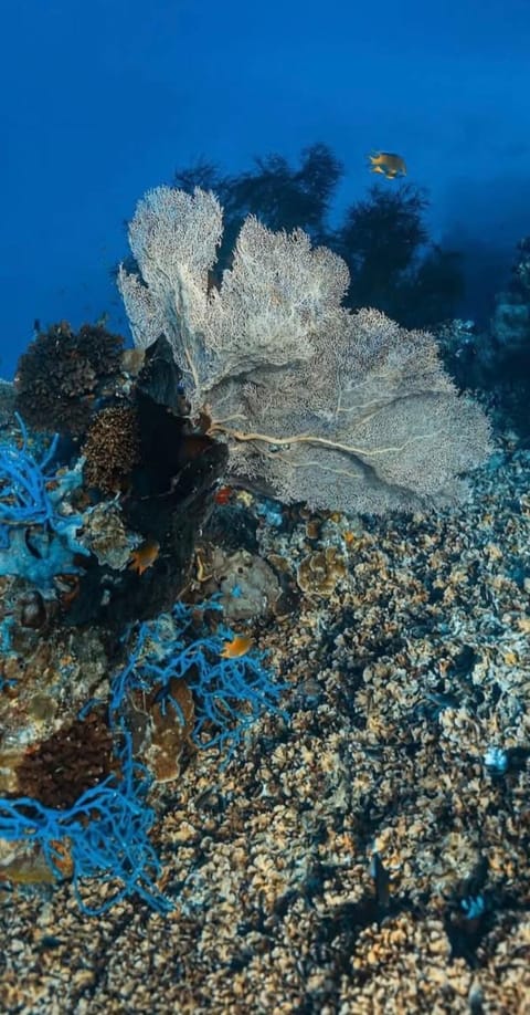 Pondok Shindu Guest House Bed and Breakfast in Bali