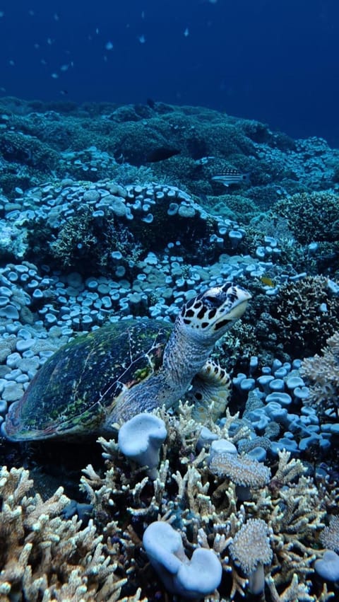 Pondok Shindu Guest House Bed and Breakfast in Bali