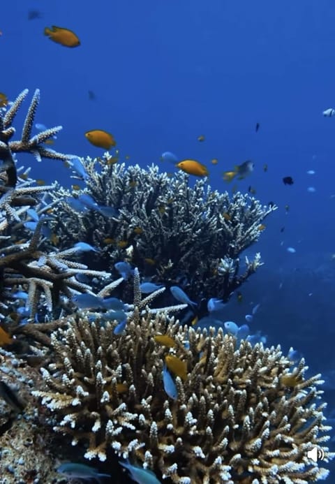 Pondok Shindu Guest House Bed and Breakfast in Bali