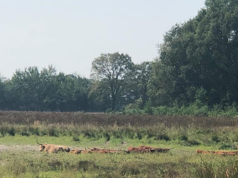 Duofamilienvilla House in Limburg (province)