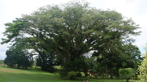 Finca Cafetera en Quimbaya El Portal House in Quindio, Colombia