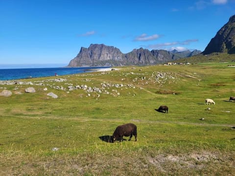 Sweet Cabin Leknes House in Lofoten