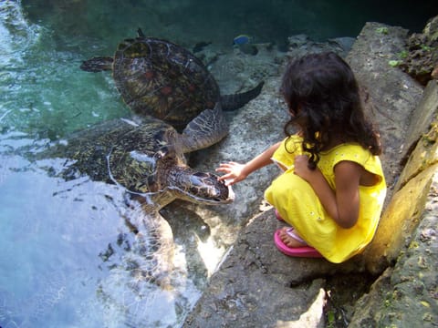 Activities, Snorkeling