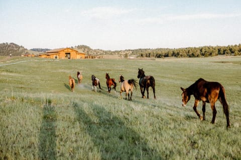 Roan - Lorrayne Ranch House in Park County