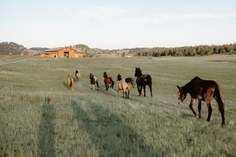 Sorrel - Lorrayne Ranch House in Park County