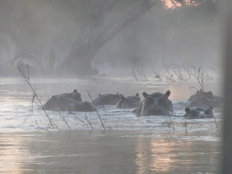 Animals, River view