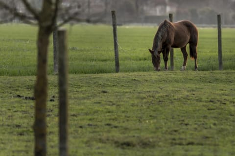 View (from property/room), Animals, Garden view