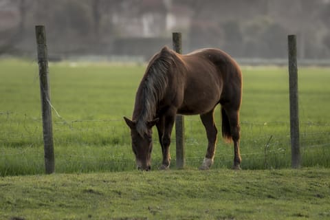 Day, Animals