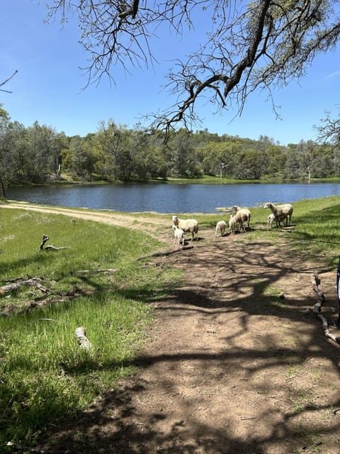 Animals, Lake view