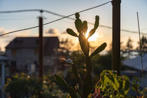 Day, Garden, Sunset