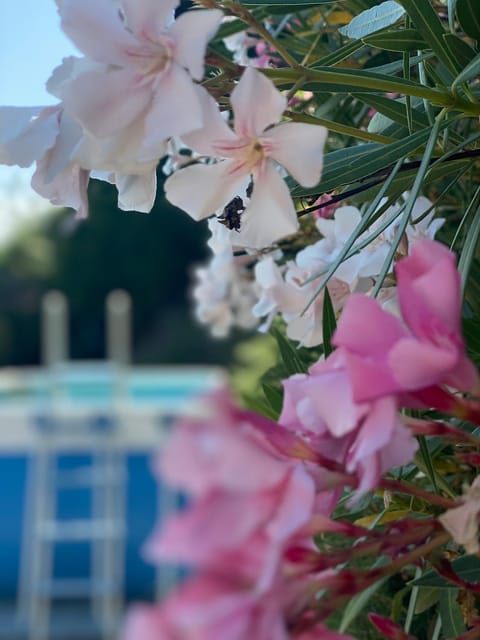 Garden, Garden view, Swimming pool