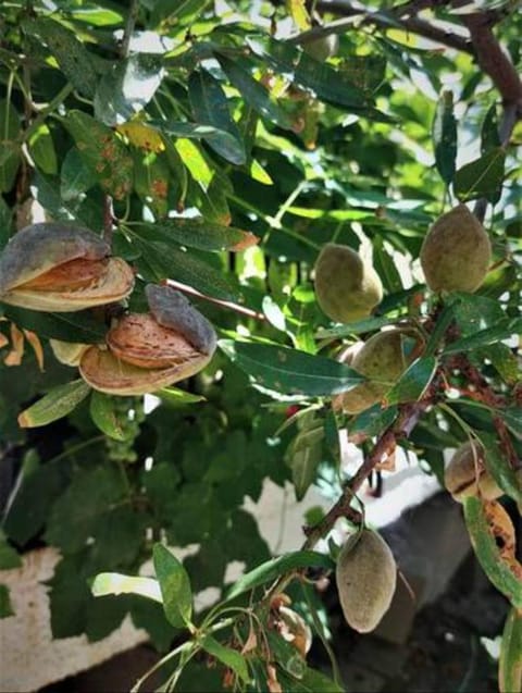 Les Amandiers The almond trees by CorfuEscapes Apartment in Corfu