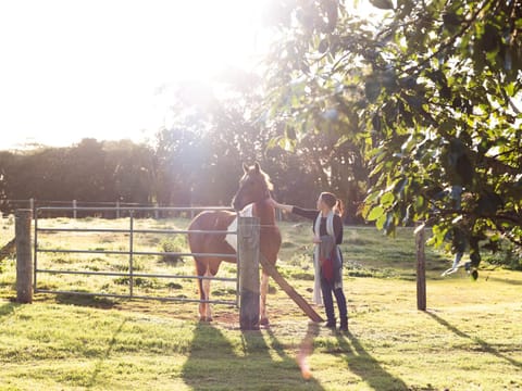 Bridle Guesthouse Bed and Breakfast in Maleny