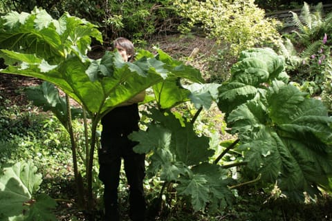 Natural landscape, Garden