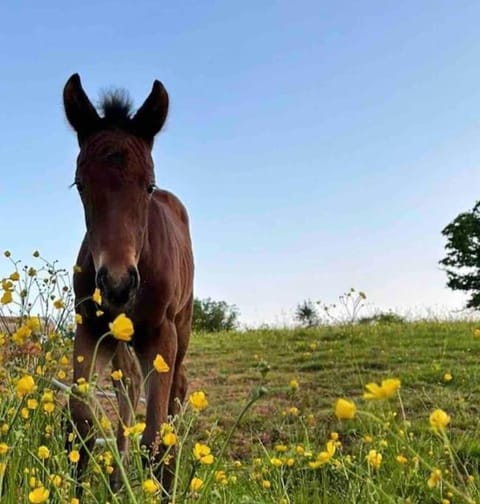 Sleep next to a Horse in a stable by the city ! Apartment in Exeter